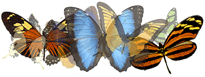 butterflies; Actual size=240 pixels wide