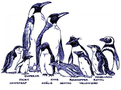 Penguins; Actual size=248 pixels wide